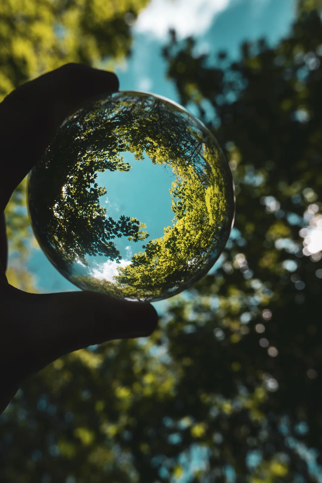 Tree canopy reflected in a glass sphere